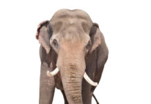 Elephant in the Room? Three Reasons Not to Ignore It (Managerial Courage) Elephant