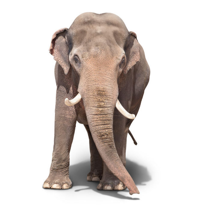 45624772 - big elephant standing on a white background. isolated Elephant