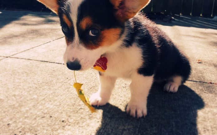 cute-puppy-dog-eyes