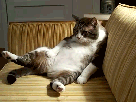 Fat lazy Cat on a Couch