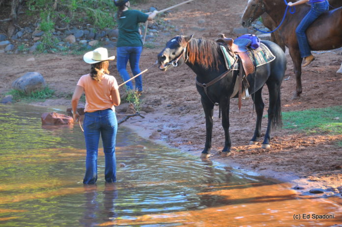 horse