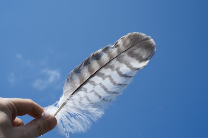 public-domain-photo-holding-feather-c7