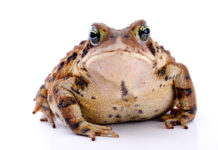 Beware: Resting Frog Face