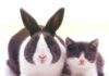 Impostor Syndrome