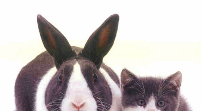 Impostor Syndrome