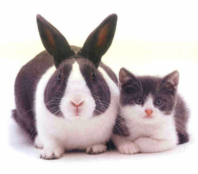 Impostor Impostor Syndrome