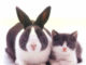Impostor Syndrome