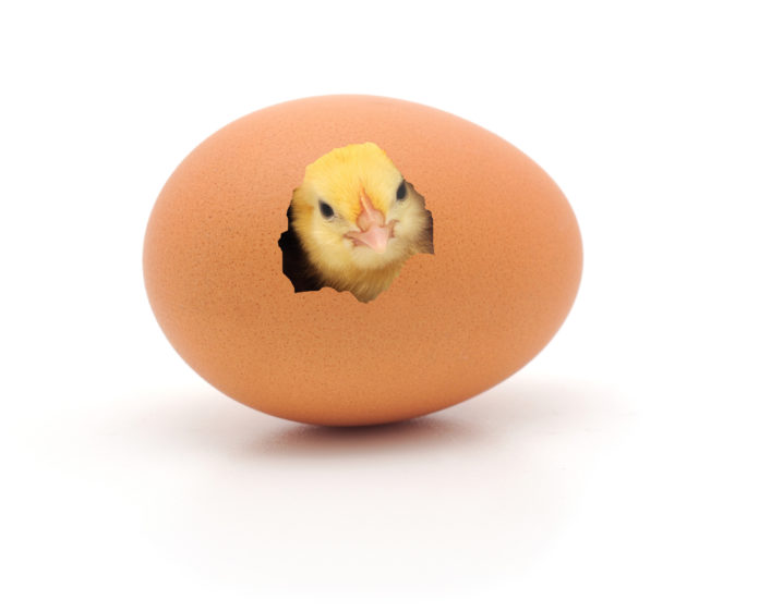 chicken