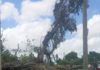 Destroyed tree after Hurricane Irma