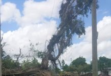 Destroyed tree after Hurricane Irma