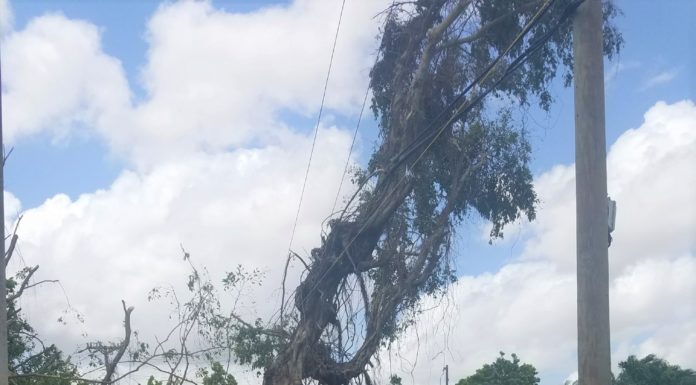 Destroyed tree after Hurricane Irma
