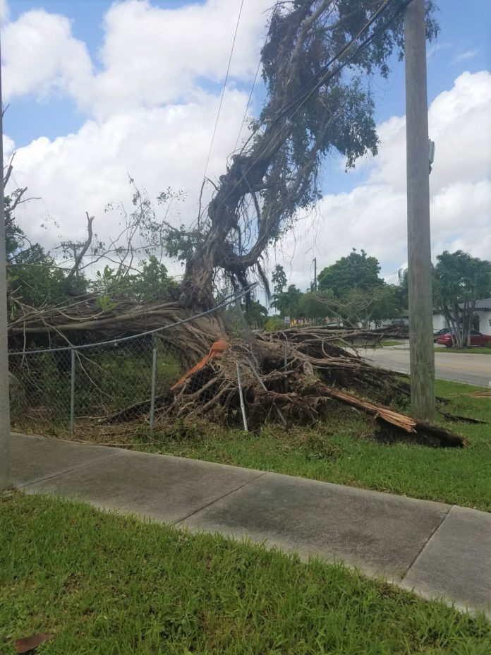 tree_end_of_block_AFTER_IRMA_2 Destroyed tree after Hurricane Irma