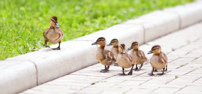 Ducklings walking on the road