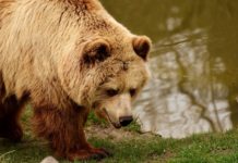 Depressed Bears, Elephants And Leadership
