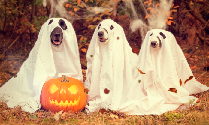 halloween-2870607_1920 175 pixabayFotoshautnah