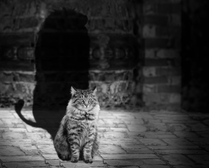 cat-564202_1920
