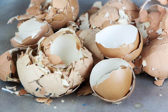 egg shell many lot
