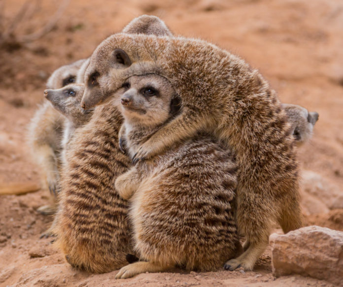 Group of meerkats hugging