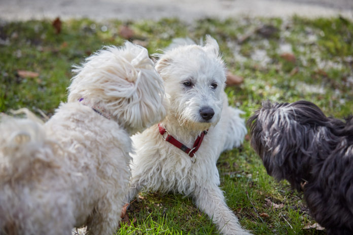 Three dogs sniffing each other in the park