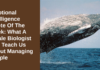 Emotional Intelligence Quote Of The Week: What A Whale Biologist Can Teach Us About Managing People